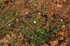 Convolvulus arvensis